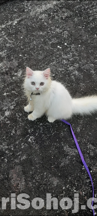 Pure long breed 3 coded Persian